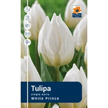 Vh Rackbox Tulipa Single early White Prince 120db/cs 11/12