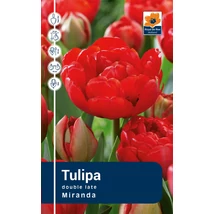 Vh Rackbox Tulipa double Miranda 120db/cs 11/12