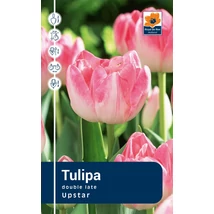 Vh Rackbox Tulipa double Upstar 120db/cs 11/12