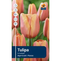 Vh Rackbox Tulipa Triumph Apricot Foxx 120db/cs 11/12