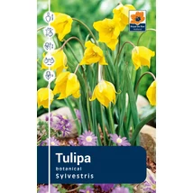 Vh Rackbox Tulipa Botnical Sylvestris 150db/cs 5/+