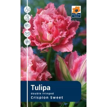 Vh Rackbox Tulipa Fringed Crispion Sweet  120db/cs 11/12