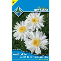 B Virágmag Évelő fehér margaréta Maikönig 0,5g