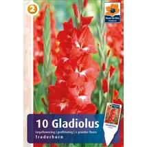 Vh08330 Gladiolus Largeflowering Tradehorn