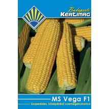 B Kukorica MsVega F1 25 szem