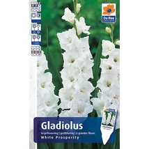 Vh Rackbox Gladiolus Largeflowering White Prosperity