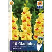 Vh08321 Gladiolus Largeflowering  Marvinka