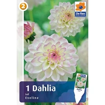 Vh08260 Dahlia Pompon/Ball Eveline