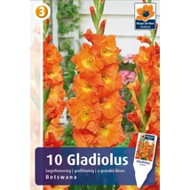 Vh08529 Gladiolus Largeflowering Botswana