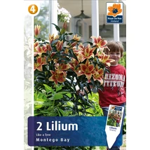 Vh08533 Liliom Tree Montego Bay 2db/cs
