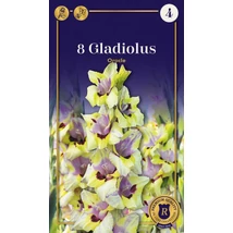 Vh10611 Gladiolus Supreme Largeflowering Oracle 8db/cs