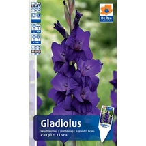 Vh Rackbox Gladiolus Largeflowering Purple Flora