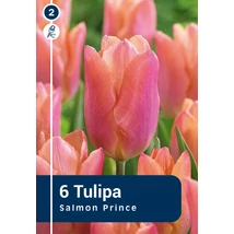 Vh 16475 Tulipa Single early Salmon Prince 6db/cs 11/12