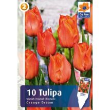 Vh16476 Tulipán Triumph Orange Dream 10 db/csom
