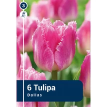 Vh 16479 Tulipa Crispa Dallas 6db/cs 11/12