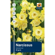 Vh Rackbox Narcissus Botanical Pipit 150db/cs 10/12