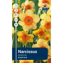 Vh Rackbox Narcissus Small cupped Kedron 40db/cs 12/14
