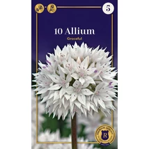 Vh16678 Allium Amplectens Gracefull 10db/csom