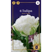 Vh 16674 Tulipa Supreme Double Fringed (Crispa) Snow Crystal 6db/cs 12/+