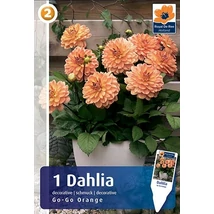 Vh08256 Dahlia cserepes Go-Go Orange