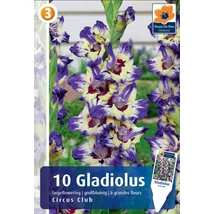Vh08302 Gladiolus Largeflowering Circus Club 10db/cs