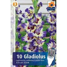 Vh08302 Gladiolus Largeflowering Circus Club