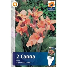 Vh08314 Canna Apricot Frost