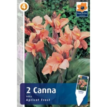 Vh08314 Canna Apricot Frost 2db/cs