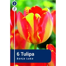 Vh 16488 Tulipa Darwin hybride Banja Luka 6db/cs 11/12