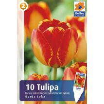 Vh16488 Tulipán Darwin Hybrid Banja Luka 10db/csom