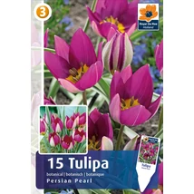 Vh16472 Tulipán Botanical Persian Pearl 15db/csom