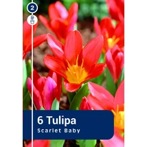 Vh 16474 Tulipa Greigii Scarlet Baby 6db/cs 11/12