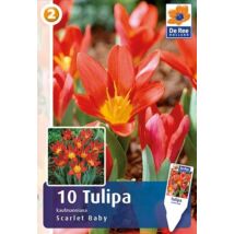 Vh16474 Tulipán Kaufmanniana Scarlet Baby 10db/cs