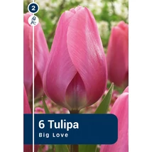 Vh 16477 Tulipa Darwin hybride Big Love 6db/cs 11/12