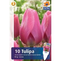 Vh16477 Tulipán Darwin Hybrid Big Love 10db/csom