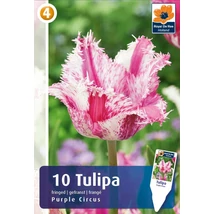 Vh16822 Tulipán Fringed Purple Circus 10db/csom