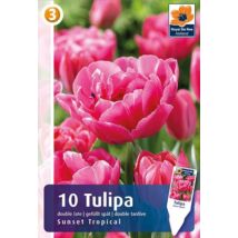 Vh16823 Tulipán Double Late Sunset Tropical 10db/csom