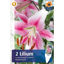 Vh16835 Lilium Trumpet Anastasia 2db/csom