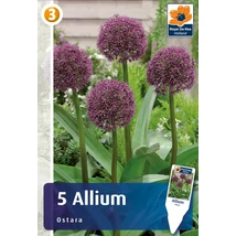 Vh 16810 Allium Allium Ostara 5db/cs 12/14
