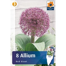 Vh16836 Allium Red Giant 8db/csom