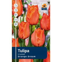 Vh Rackbox Tulipa Triumph Orange Dream 120db/cs 11/12