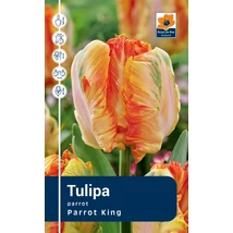 Vh Rackbox Tulipa Parrot Parrot King 120db/cs 11/12