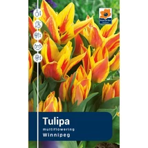 Vh Rackbox Tulipa Multiflowering Winnipeg 120db/cs 11/12