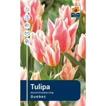 Vh Rackbox Tulipa Multiflowering Quebec 120db/cs 11/12