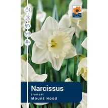 Vh Rackbox Narcissus Trumpet Mount Hood 25db/cs 14/16