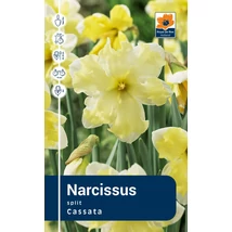 Vh Rackbox Narcissus Split Cassata 25db/cs 14/16