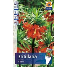 Vh Rackbox Fritillaria Imperialis Rubra 20db/cs 20/+