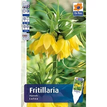 Vh Rackbox Fritillaria Imperialis Lutea 20db/cs 20/+