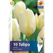 Vh16297 Tulipán Fosteriana  Purissima 10db/csom