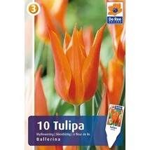 Vh16276 Tulipán Lilyflowering Ballerina 10db/csom
